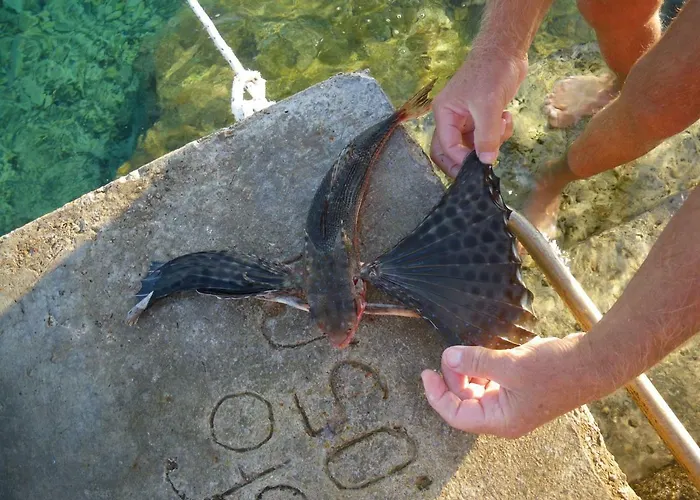 公寓 Surjan 尼亚卢卡